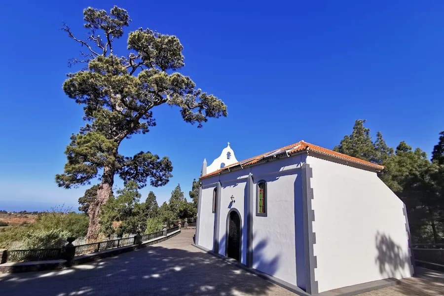 Pino de La Virgen de El Paso