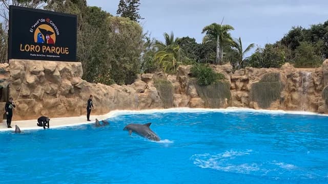 Dolphinarium