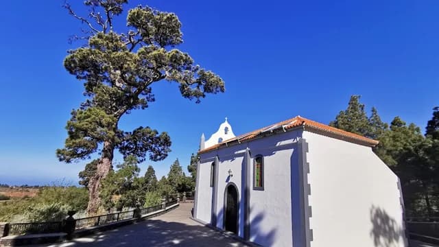 Pino de La Virgen de El Paso