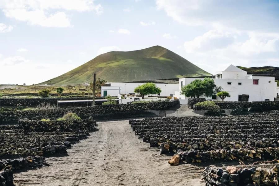 Bodegas EL GRIFO