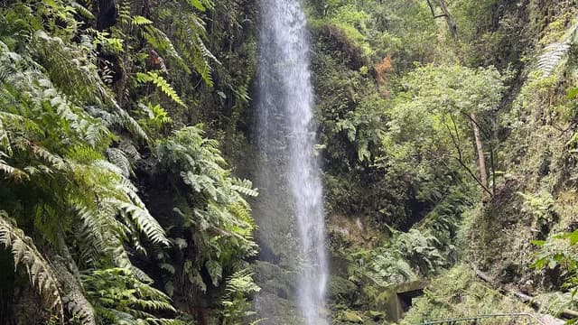 Bosque de Los Tilos