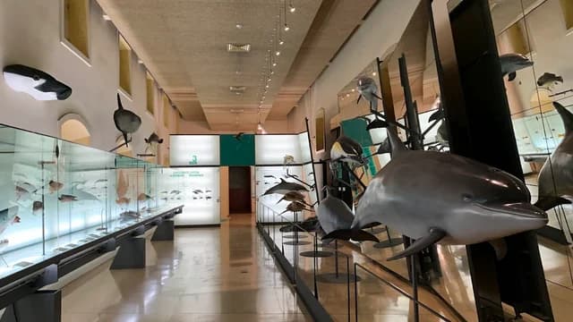 Museo de Naturaleza y Arqueología. MUNA.