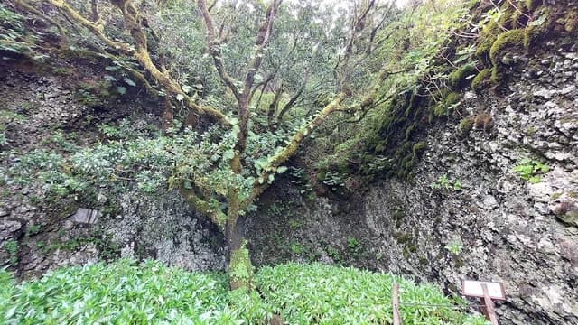 Centro de Interpretación del Árbol Garoé