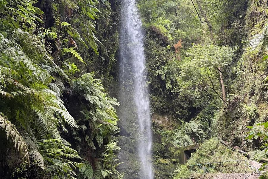 Bosque de Los Tilos