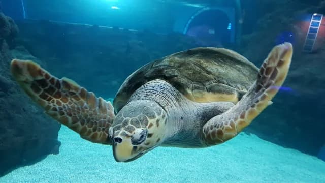 Aquarium Lanzarote