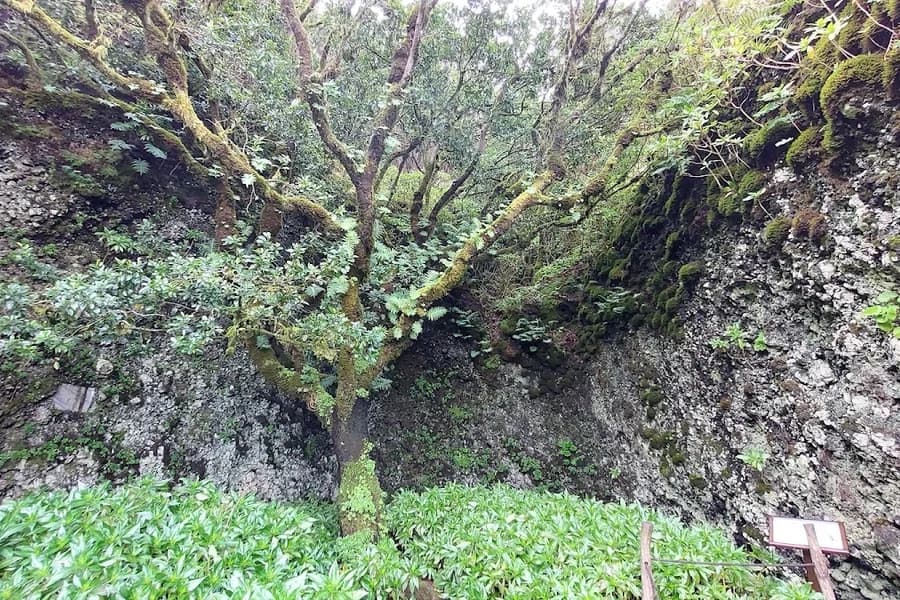 Centro de Interpretación del Árbol Garoé