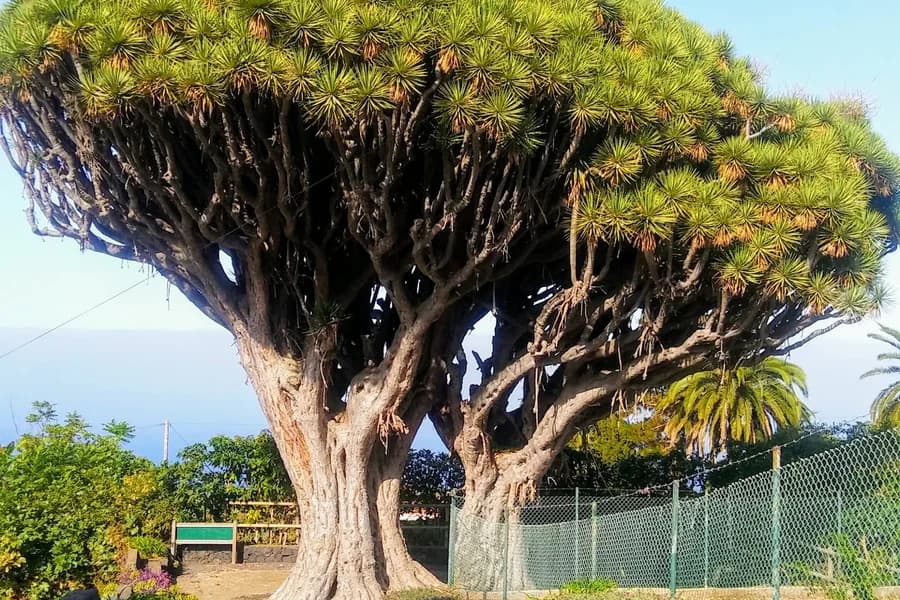La Palma San isidro