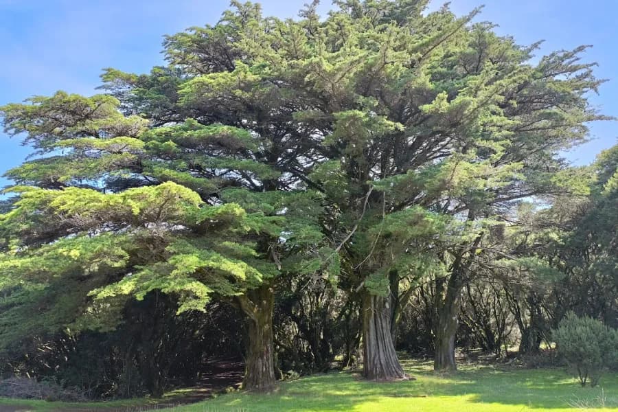 Sendero La Llanía