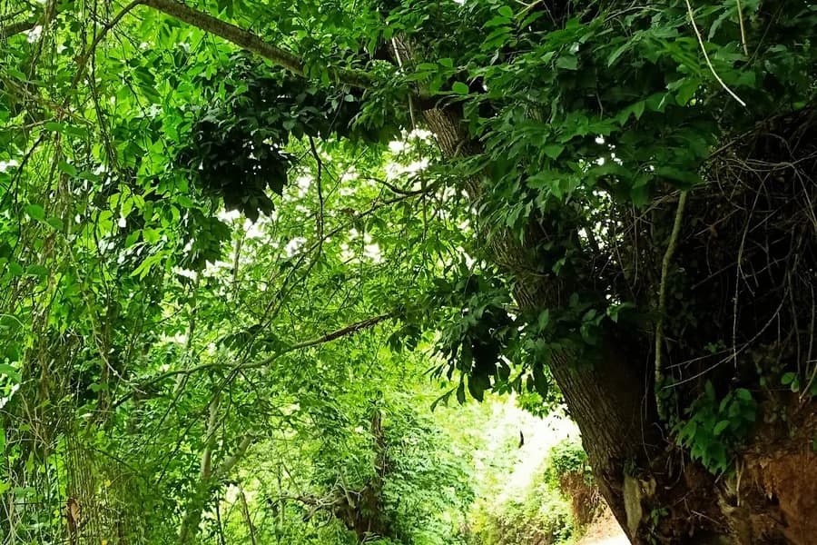 Hoya del Abade Recreational areas