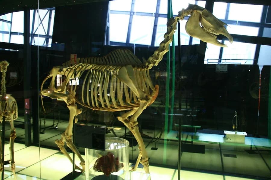 Museo Elder de la Ciencia y la Tecnología
