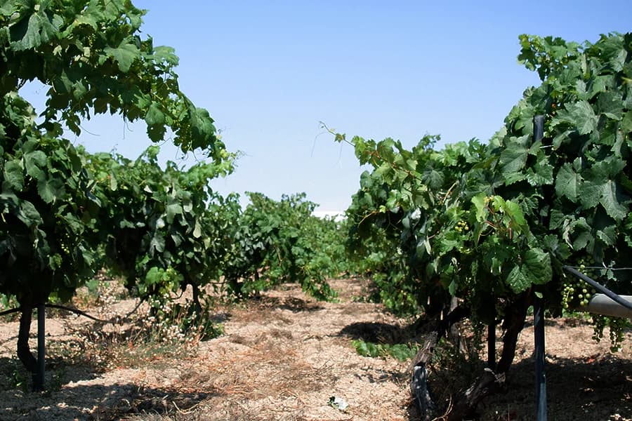 Bodega Reverón