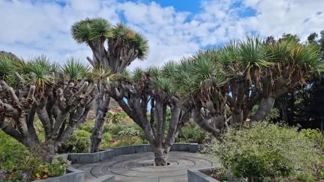 Jardín Botánico Canario Viera y Clavijo