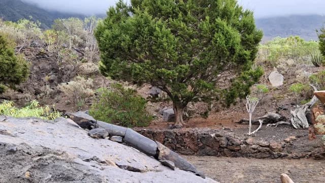 Centro de recuperación de El Lagarto Gigante de El Hierro