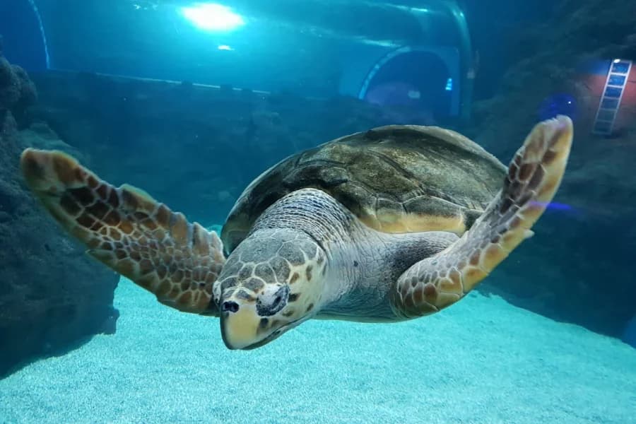 Aquarium Lanzarote