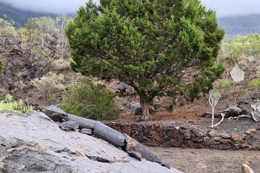 Centro de recuperación de El Lagarto Gigante de El Hierro