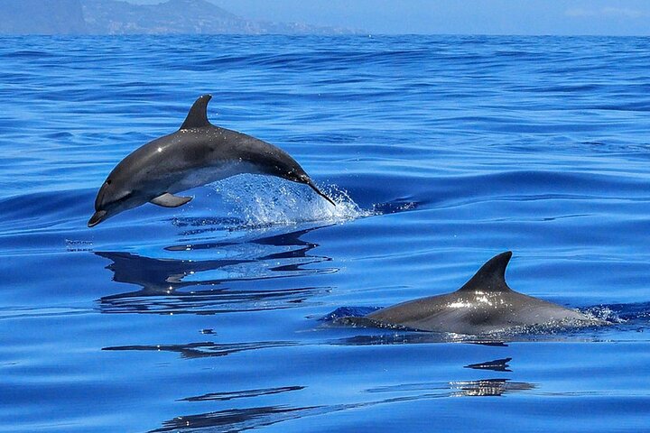 Excursión en barco para avistamiento de ballenas y delfines en Tenerife en un velero (3 h)