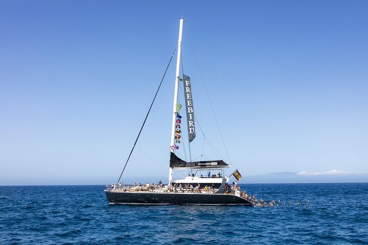 Solo Adultos Tenerife Freebird Ballena Delfín Catamarán con Almuerzo