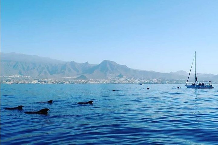 Charter privado en Tenerife sur max 7 personas