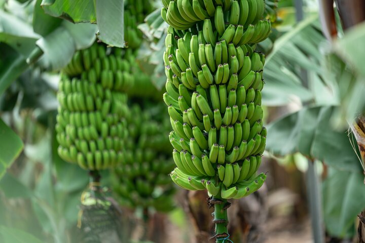 Sabores de Gran Canaria Un Día de Sabores y Cultura
